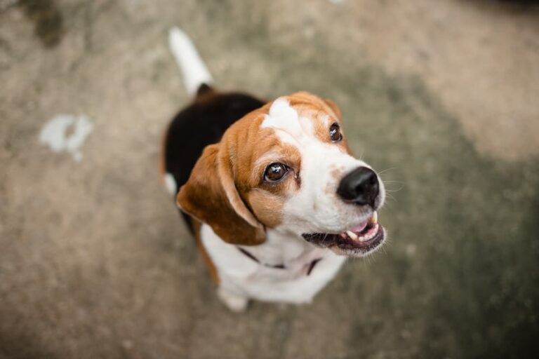 dog limping causes treatment first aid urgentvet.com (1)