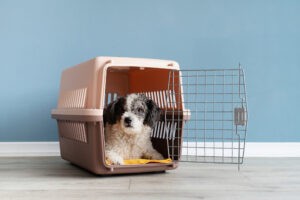 Disaster Prep for pets Disaster Prep for pets