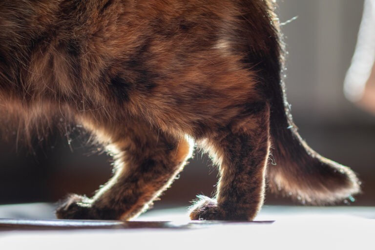 7 Warning Signs Your Cat Is In Pain