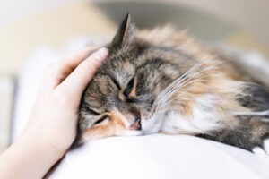 Closeup portrait of one sad calico maine coon cat face lying on bed in bedroom room, looking down, bored, depression, woman hand petting head Closeup portrait of one sad calico maine coon cat face lying on bed in bedroom room, looking down, bored, depression, woman hand petting head