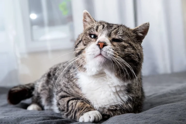 Allergies in Cats urgentvet.com
