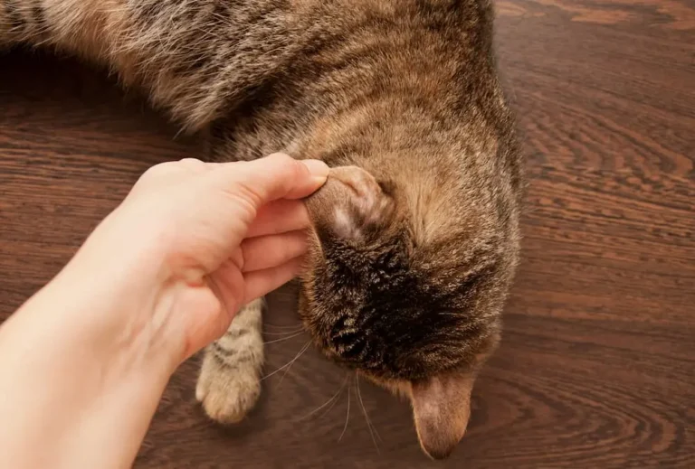 Ringworm in Cats Signs, Symptoms, Treatment urgentvet.com (1)