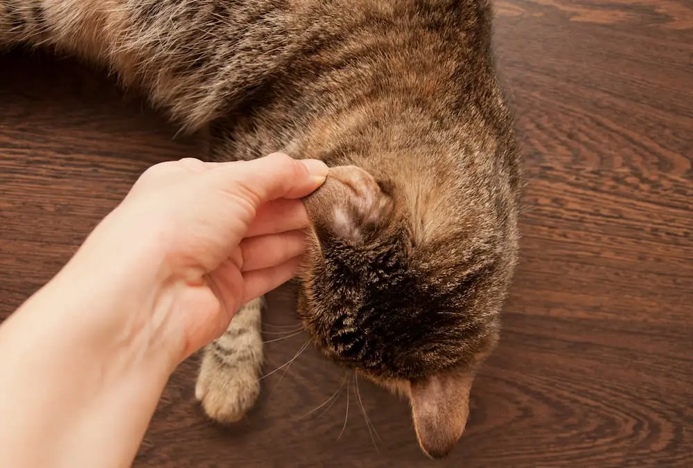 Featured image for post: Ringworm in Cats: Signs, Symptoms & Treatment