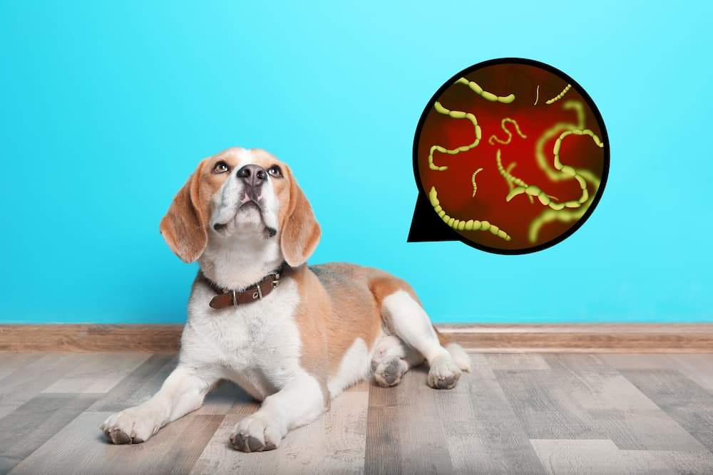 Tapeworm infection in Dogs Signs, Symptoms, Treatment urgentvet.com (1)