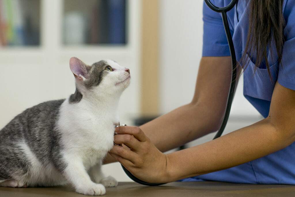 Examining a Kitten