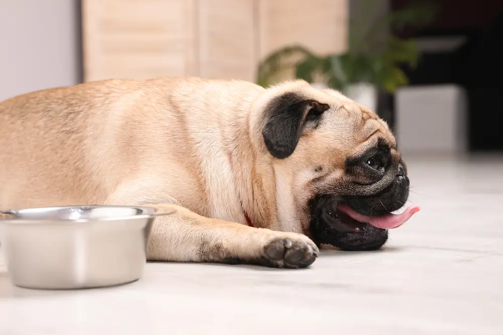 Dehydration in Dogs Cats Signs Causes Treatment Prevention urgentvet.com Dehydration in Dogs Cats Signs Causes Treatment Prevention urgentvet.com