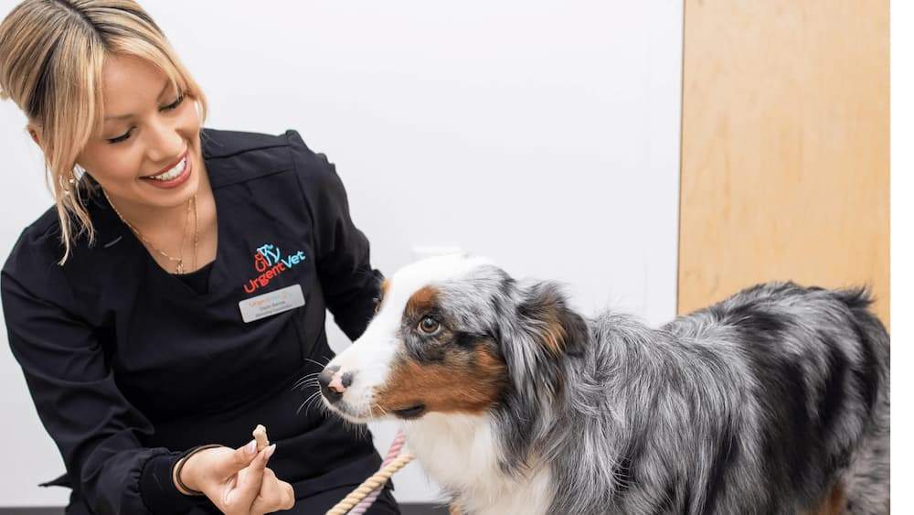 Featured image for post: 7 Signs of Pet Health Issues Owners Should Never Ignore