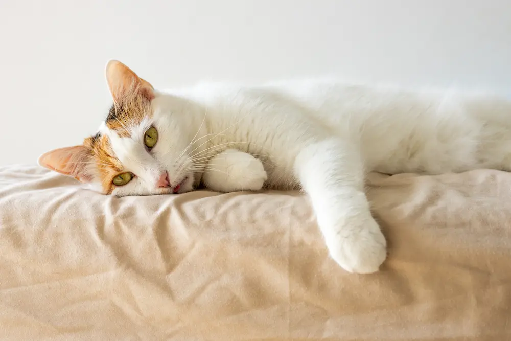 Tapeworms in Cats Signs Symptoms Treatment prevention urgentvet Tapeworms in Cats Signs Symptoms causes Treatment prevention urgentvet