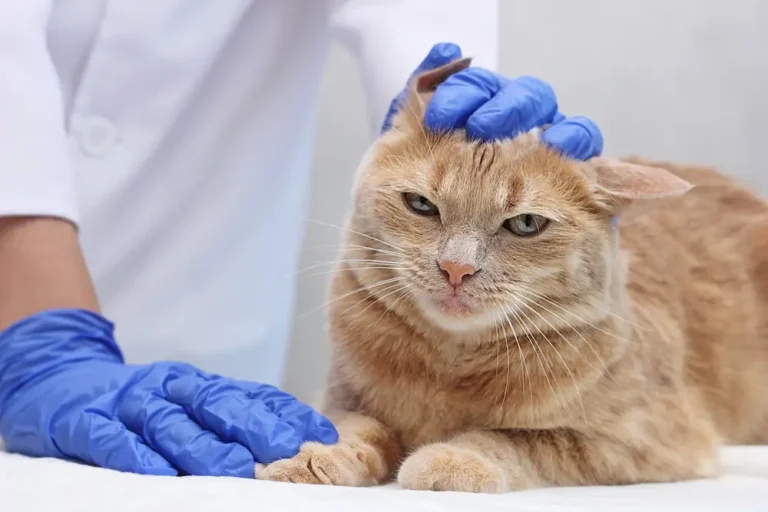 Ear Mites in Cats Symptoms Causes Treatment urgent vet