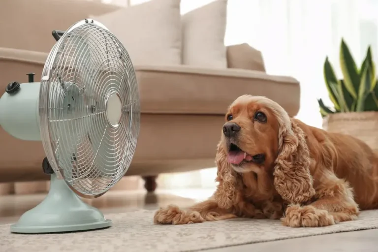 common breed specific health problems in dogs and cats urgentvet.com (1)