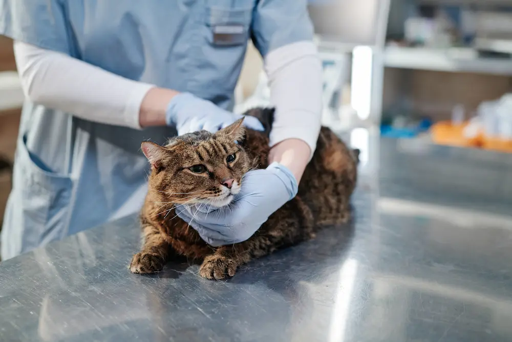 Featured image for post: Cat Abscesses: Causes, Symptoms, and How to Treat Them