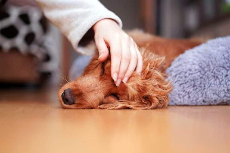 How to Tell If Your Dog is Sick signs symptoms (1)