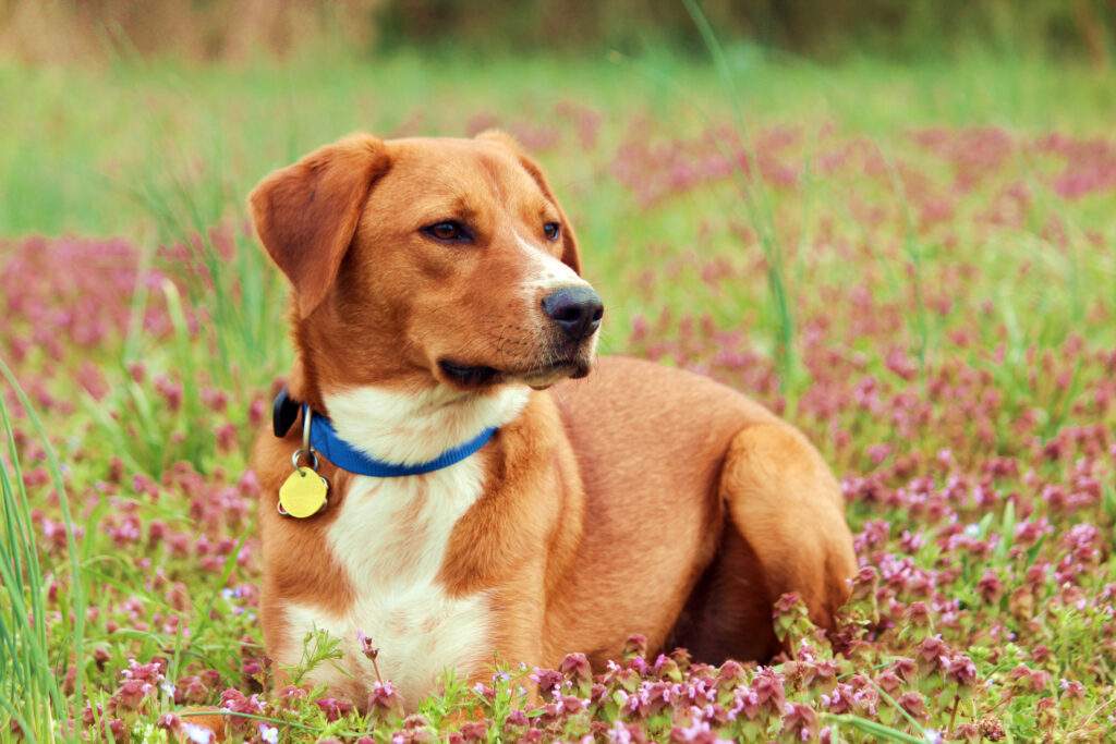 Dog In Clover