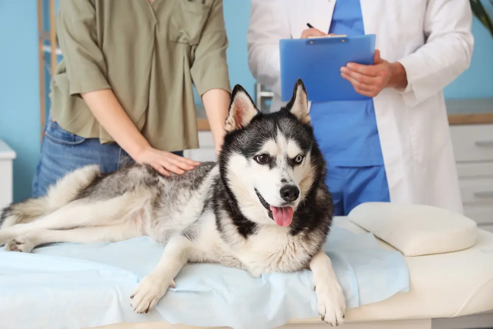Featured image for post: Inflammatory Bowel Disease (IBD) in Dogs: Signs, Causes & Treatment