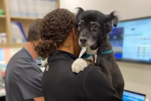 dog wound care at veterinarian urgent vet