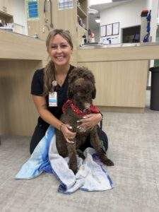 urgentvet veterinary expert caring for dog with diagnostic testing and treatment