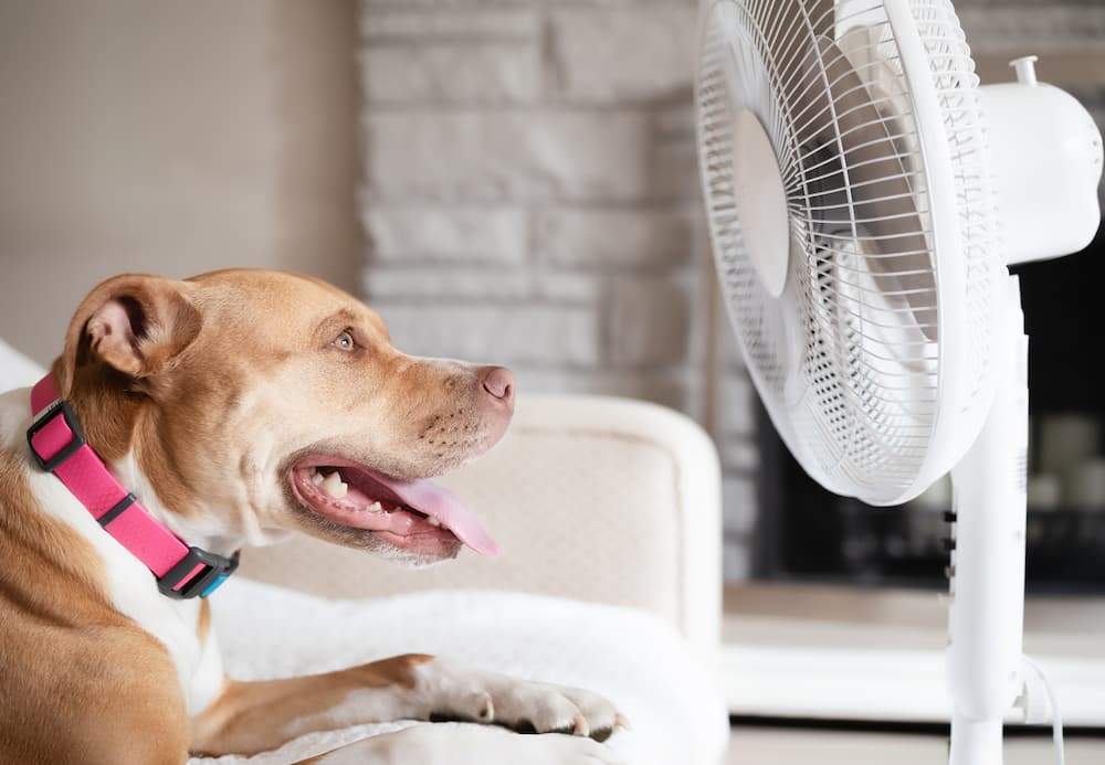 Featured image for post: Heat Stroke in Dogs: Signs, Treatment, and Prevention