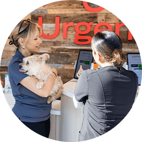 Dog Checking to Vet - Step