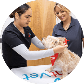 Dog Checkup Step