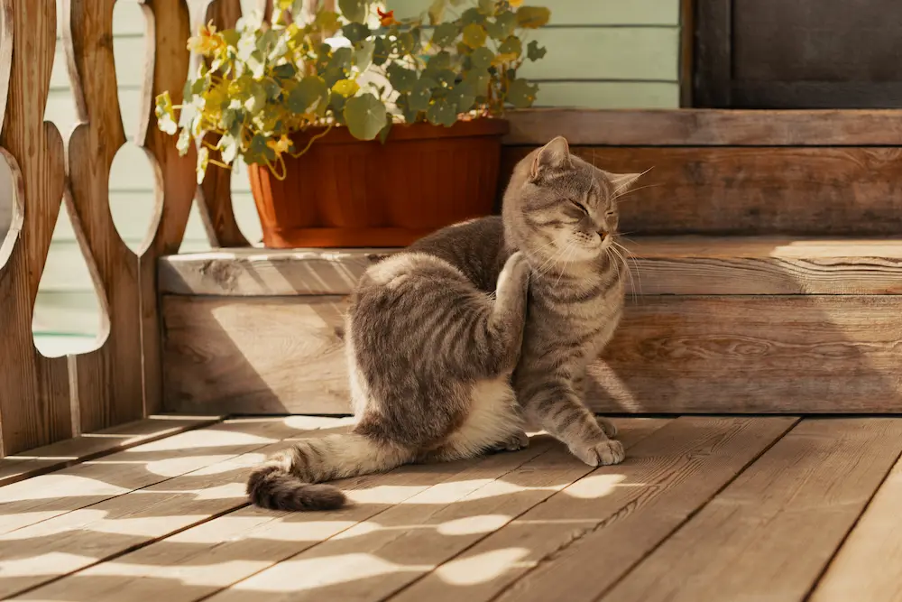 Featured image for post: How To Get Rid of Fleas on Cats & Kill Cat Fleas