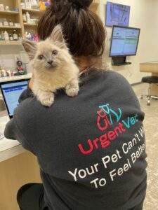 Kitten getting diagnostic testing for care at UrgentVet in Spartanburg