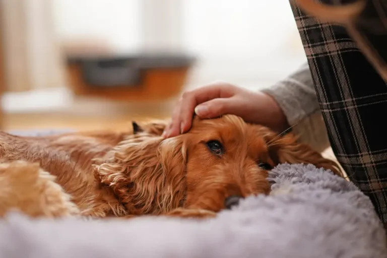 pain meds for dogs what to give dog for pain urgentvet