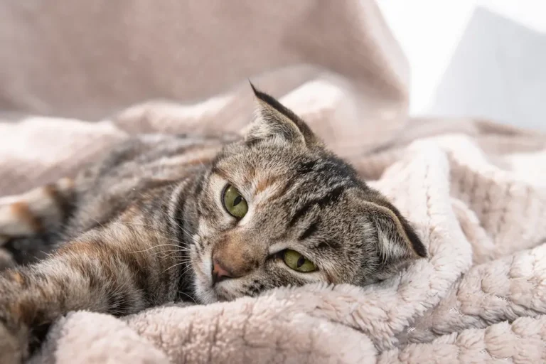 sick cat throwing up yellow liquid urgentvet