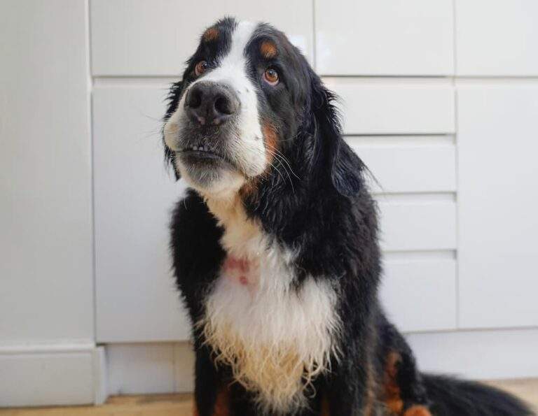 common dog skin issues how to spot diagnose treat urgentvet ()