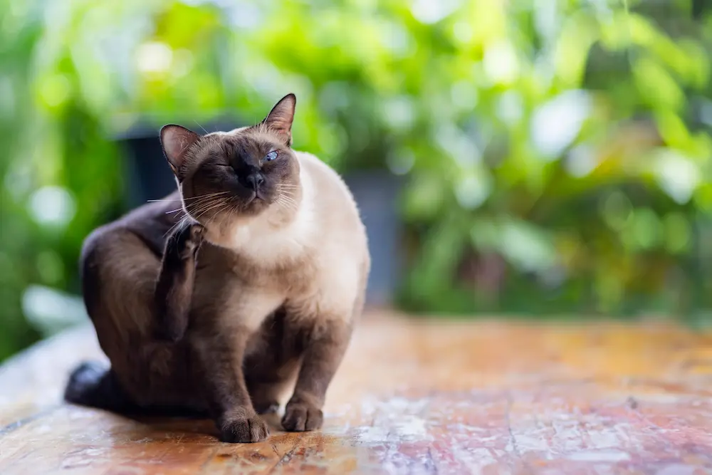 skin conditions in cats types symptoms treatment urgentvet