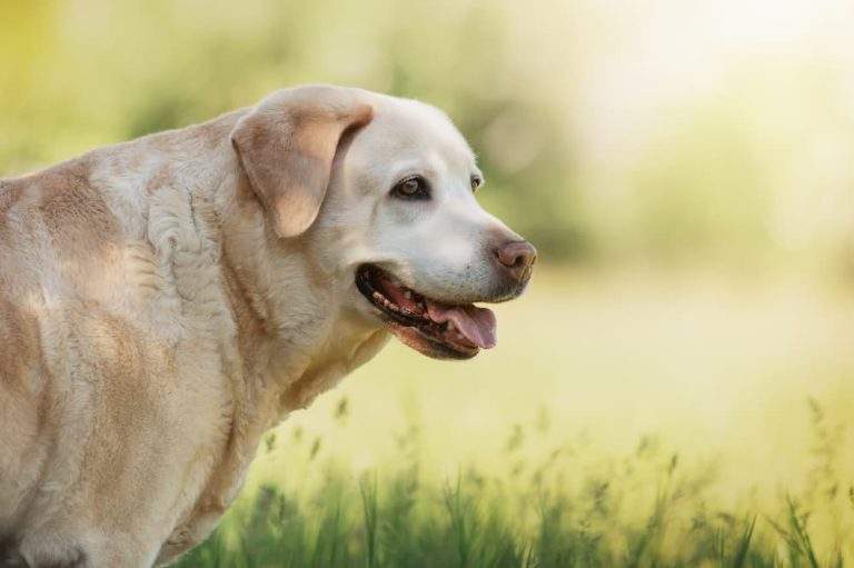 dog arthritis treatment how to help a dog with arthritis urgentvet ()
