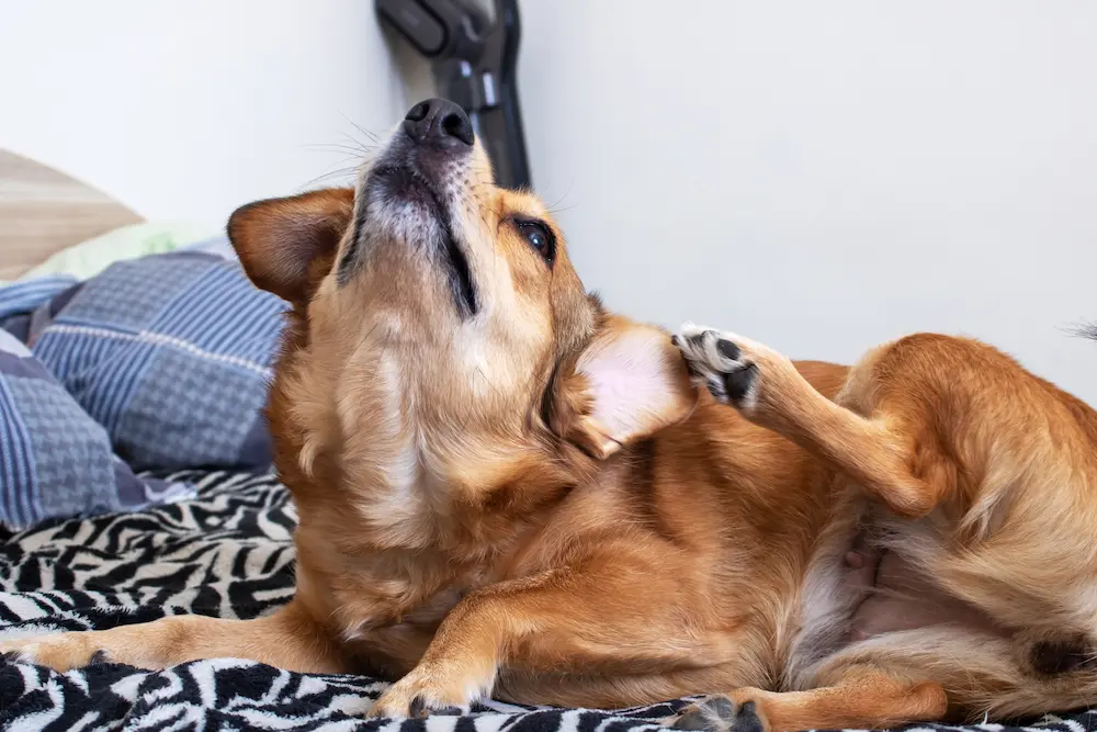 yeast infections in dogs signs and causes urgentvet yeast infections in dogs signs and causes urgentvet