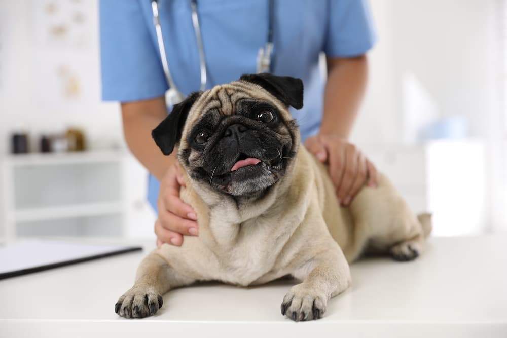 Featured image for post: Collapsing Trachea in Dogs: Symptoms, Causes, and Treatment Options