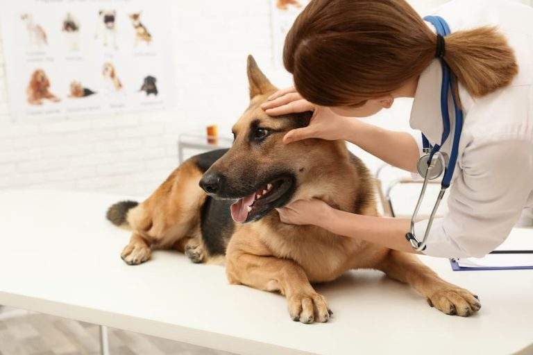 common types dog eye injuries spot diagnose treatment urgentvet ()