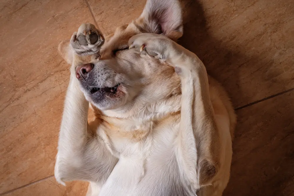 fungal infections in dogs types signs treatment urgentvet