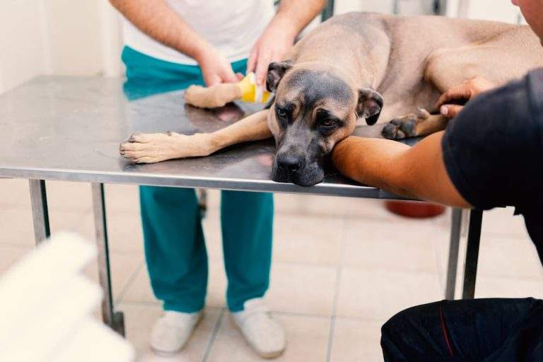 what is giardia in dogs symptoms causes treatment urgentvet ()