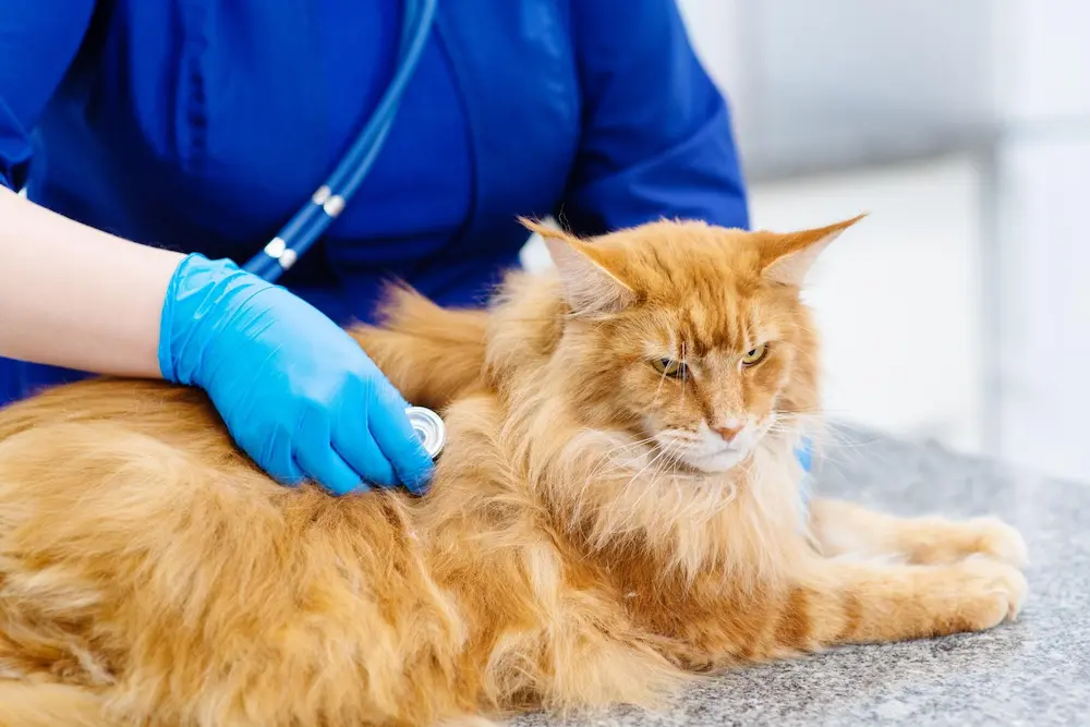 Blood in Cat Stool Types Causes Treatment What to Do UrgentVet