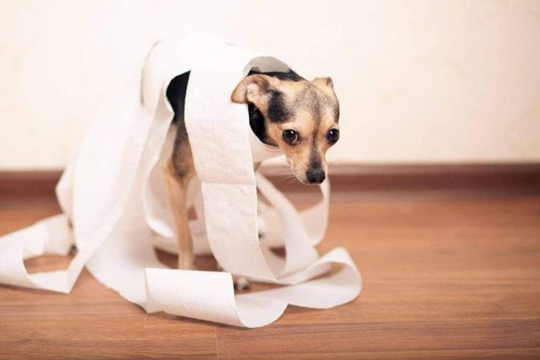Dog Diarrhea How To Identify Diagnose Treat It UrgentVet ()