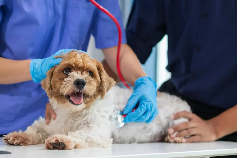 Featured image for post: Dog Pooping Blood: Common Causes, Symptoms and What To Do