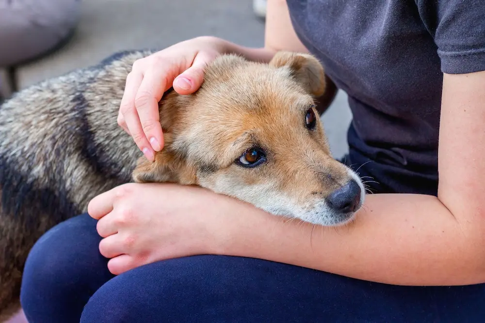 Dog Vomiting Causes Types Treatment What to Do UrgentVet