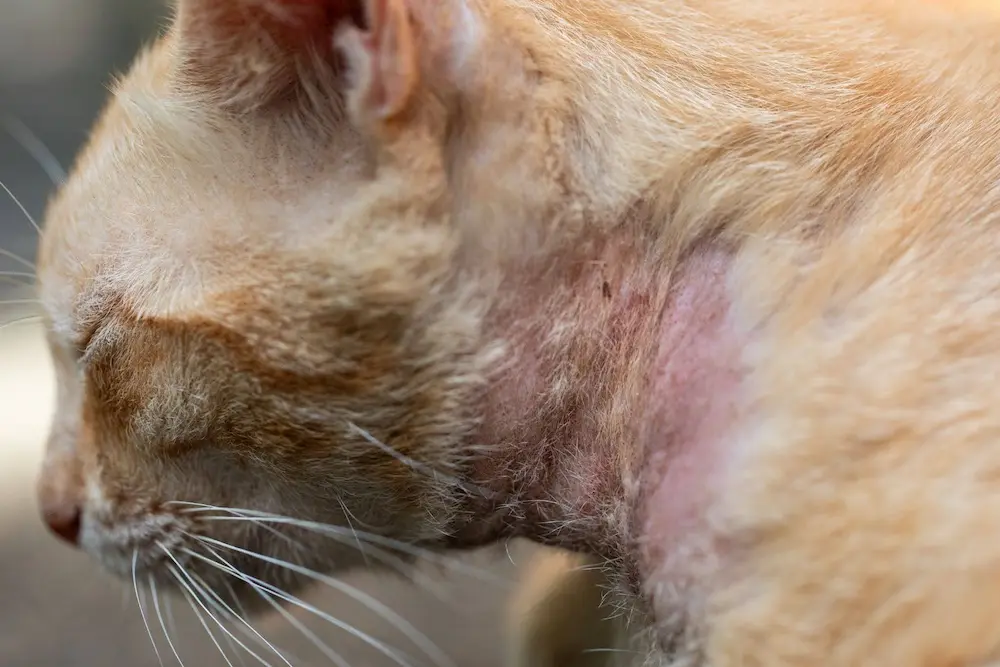 Featured image for post: Mange in Cats: Types, Causes, Symptoms & Treatment