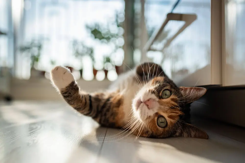 Cat Spraying Why Cats spray how to stop them for doing it house urgentvet Cat Spraying Why Cats spray how to stop them for doing it house urgentvet
