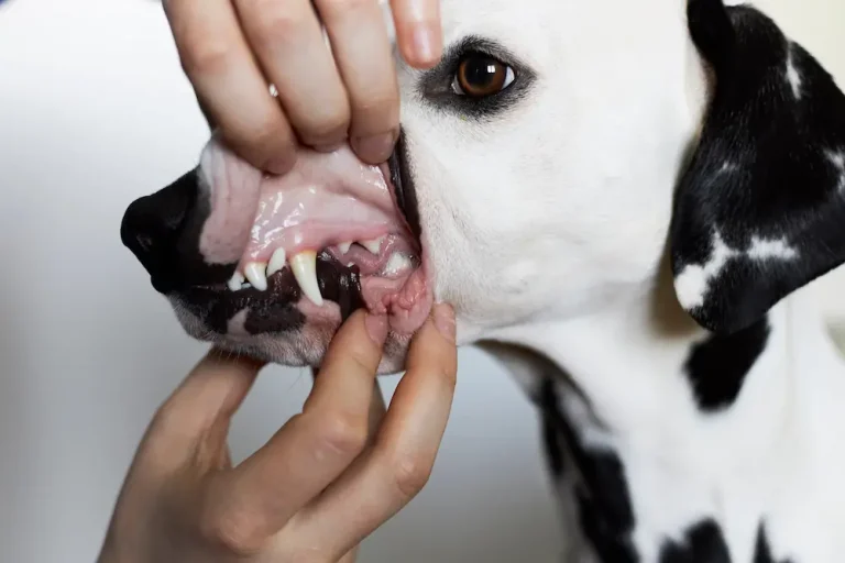 dog gum color guide normal healthy dog gums vs unhealthy what colors mean UrgentVet guide
