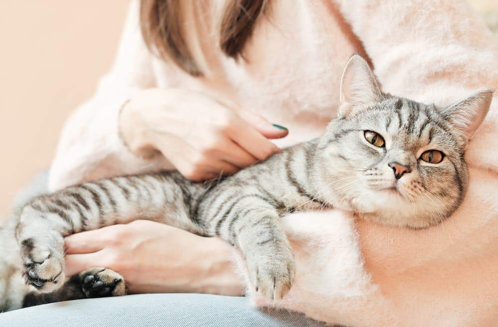 Featured image for post: Hookworms in Cats: Causes, Symptoms & Treatment