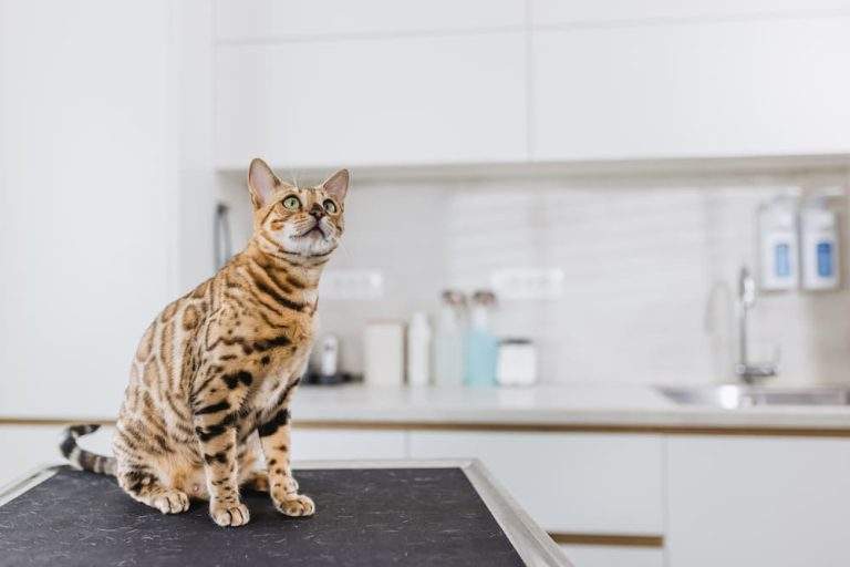 roundworms in cats causes signs symptoms treatment urgentvet feline cat roundworm guide