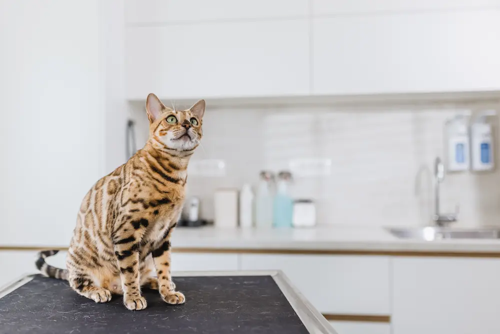roundworms in cats causes signs symptoms treatment UrgentVet feline cat roundworm guide