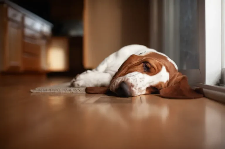 Roundworms in Dogs signs symptoms causes treatment prevention basset hound puppy UrgentVet dog roundworm guide