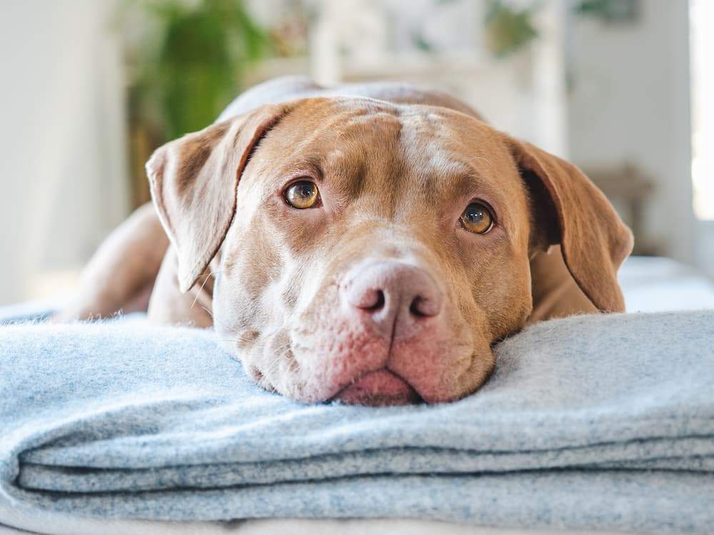 Worms in Dogs Types Causes Symptoms Treatment prevention UrgentVet canine dog worms guide ()