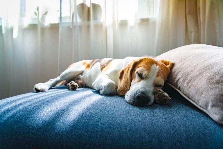lethargy in dogs causes signs symptoms what to do urgentvet lethargic dog guide beagle