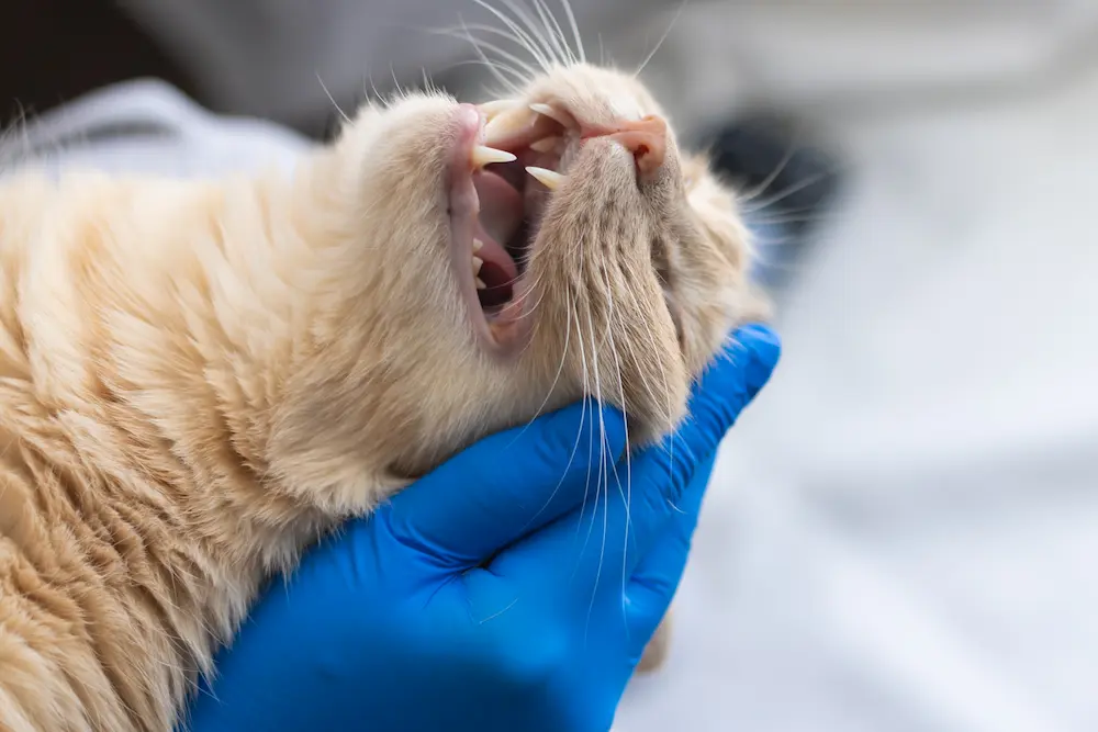 pale gums in cats what it mean causes emergency signs urgentvet cat guide