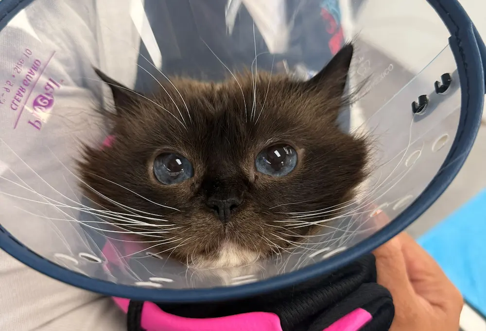 urgentvet kitten cat in cone after treatment